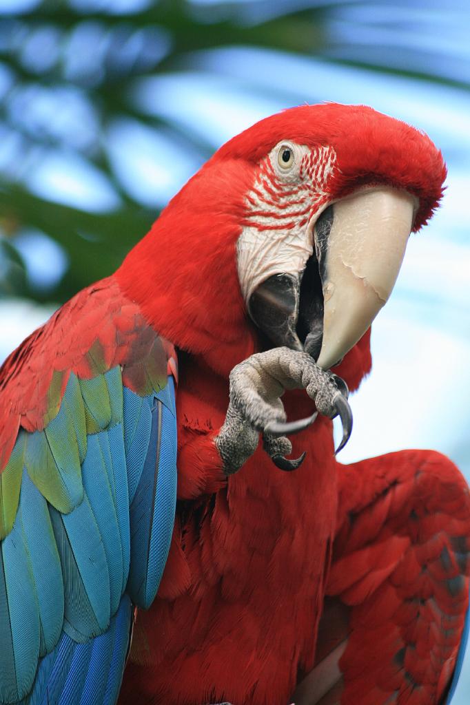 20081019 wild animal park 109.jpg - Wild Animal Park San Diego - Parrot cleaning his paws/claws/feet